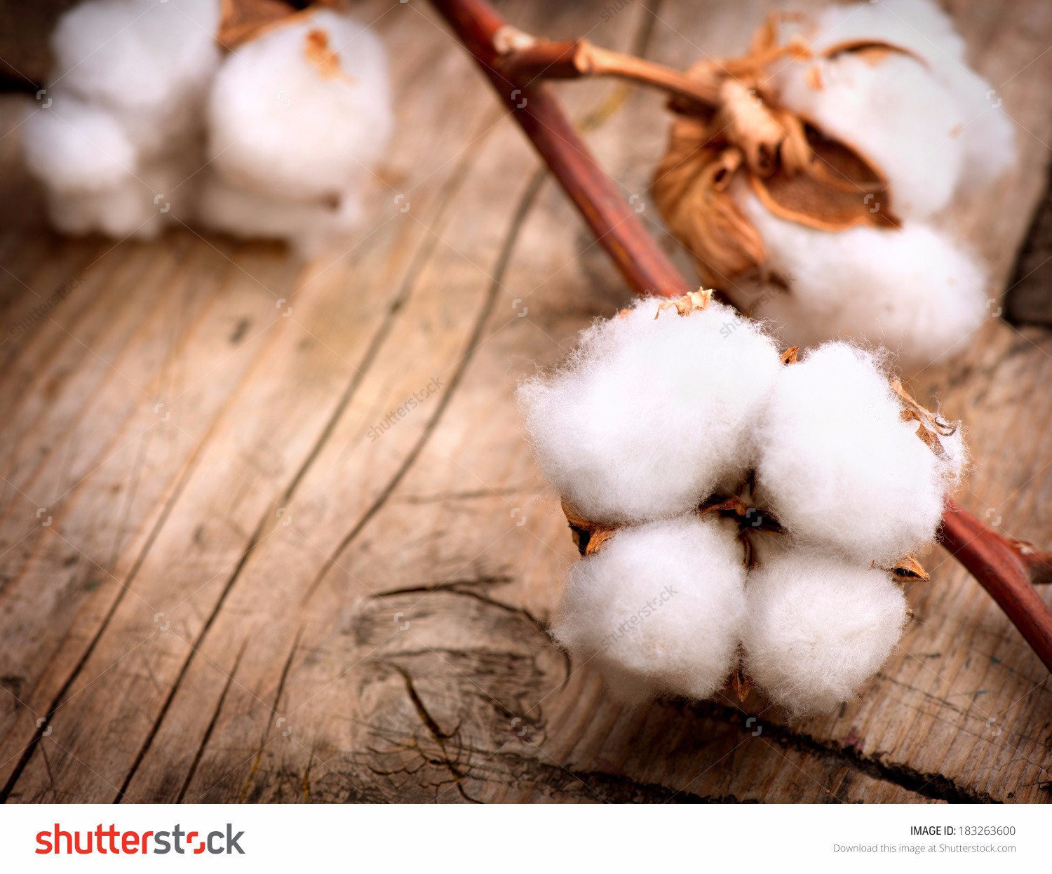 stock-photo-cotton-beautiful-cotton-plant-buds-over-wooden-background-183263600