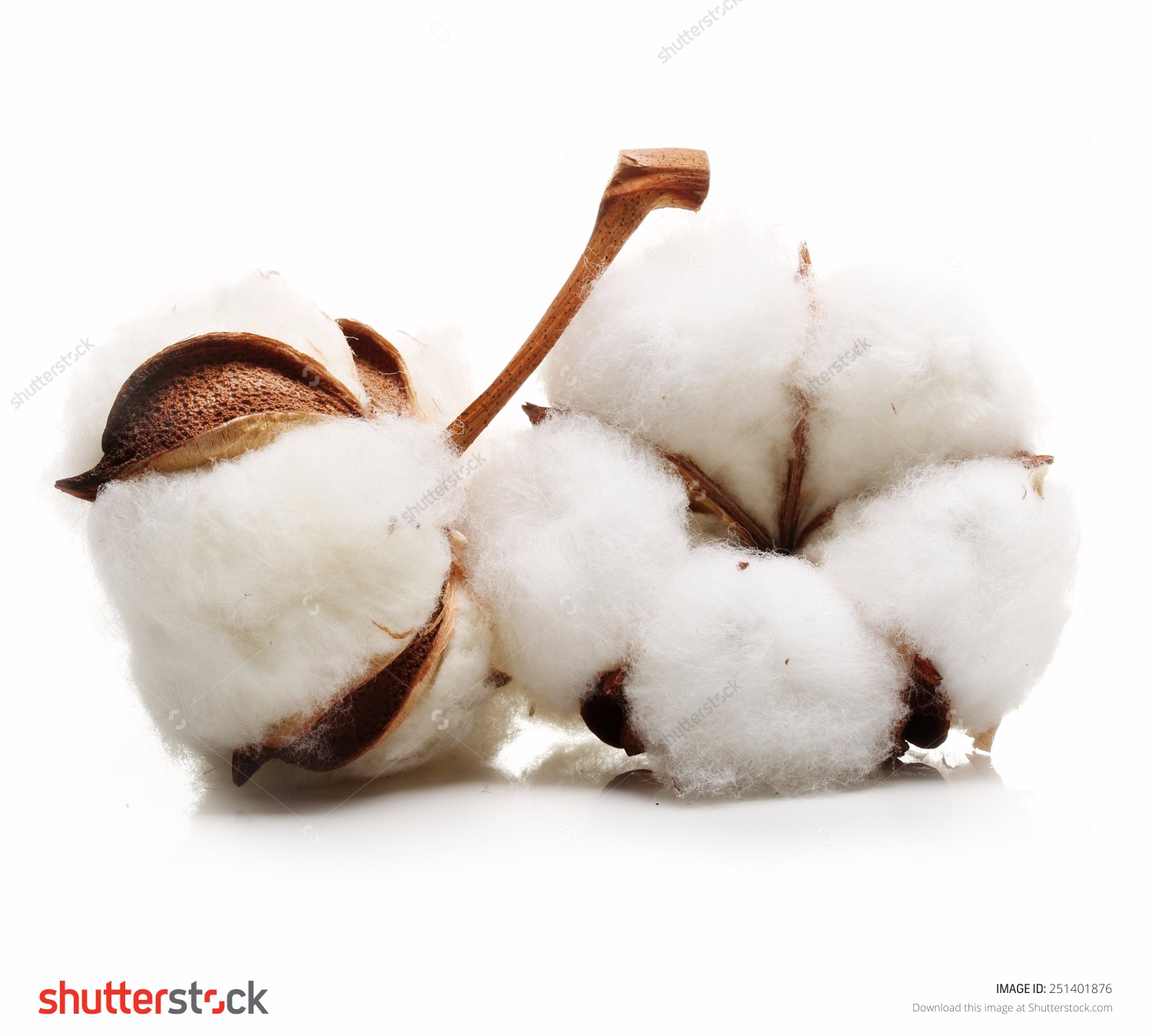 stock-photo-cotton-plant-flower-isolated-on-white-background-251401876