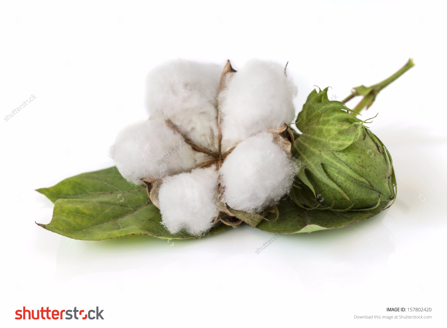 stock-photo-cotton-plant-isolated-on-white-background-157802420